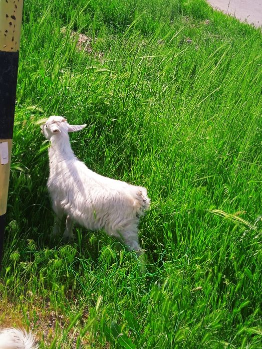 Zanin echkilar sotiladi ona bola emas  manzil Toshkentda Xasanboyda