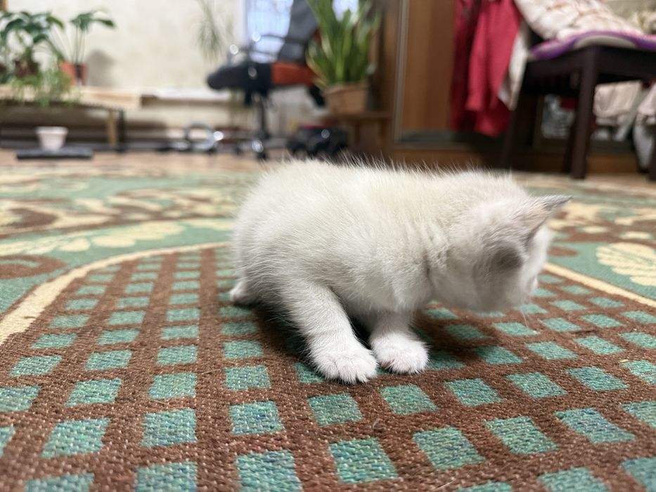 Отдам котенка в добрые руки