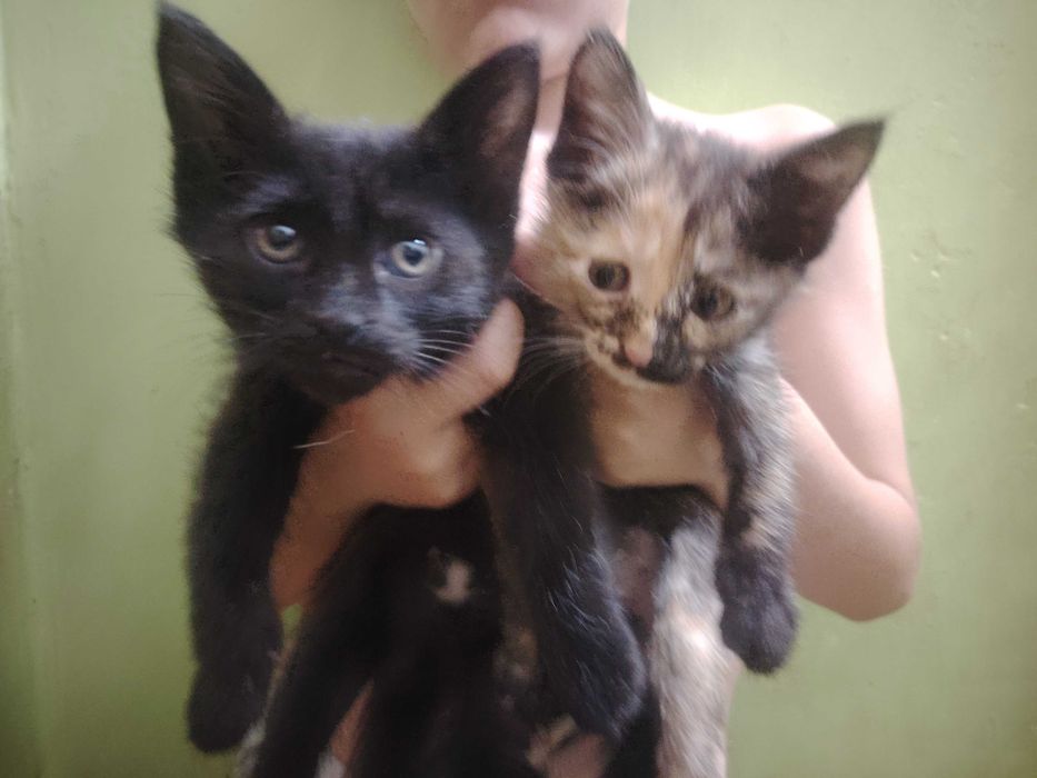 Бесплатно котята