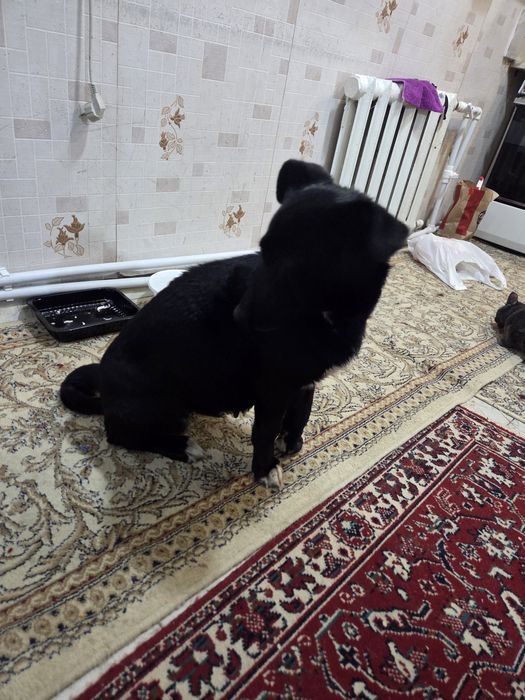 Отдается в добрые руки