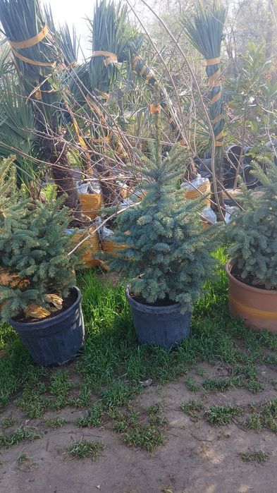 Kochatlar bor qarashga bogliq