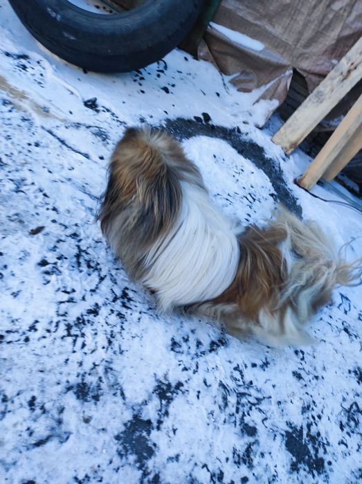 найдена соьака пекинес