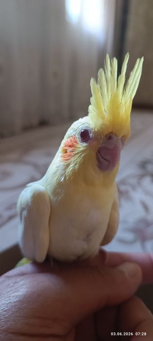 Ручной Корела сотилади