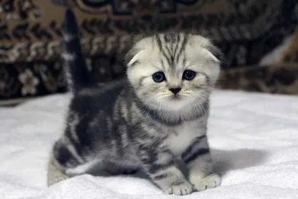 Вислоухие котята
