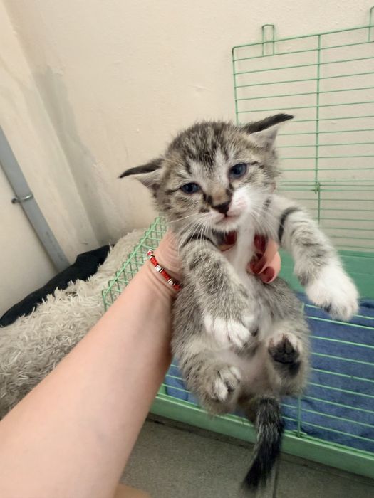 Котята ласковые воспитанные