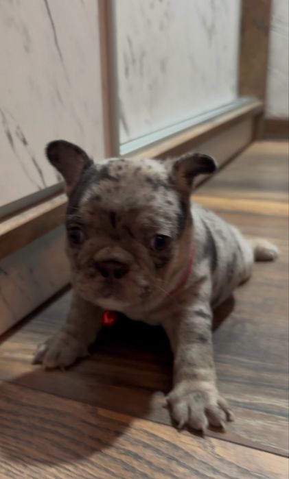 Френски булдог , марле .
