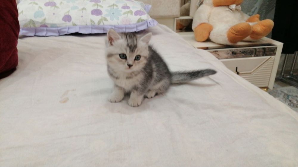 Шотландская мраморная окраска