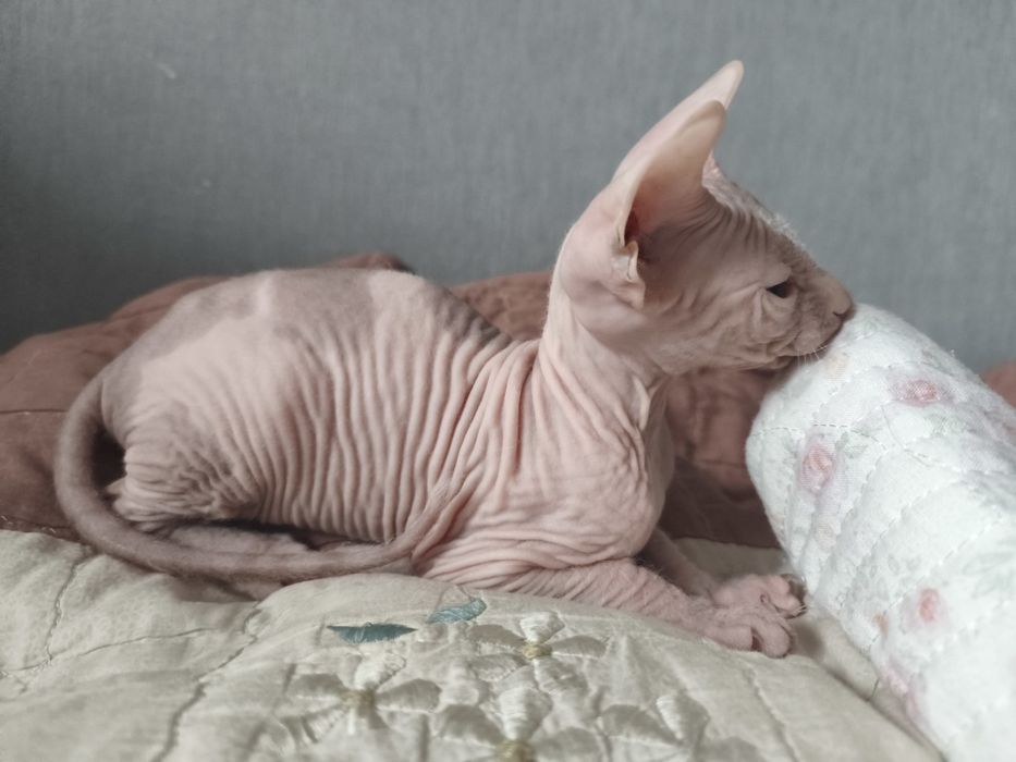 Мальчик донского сфинкса