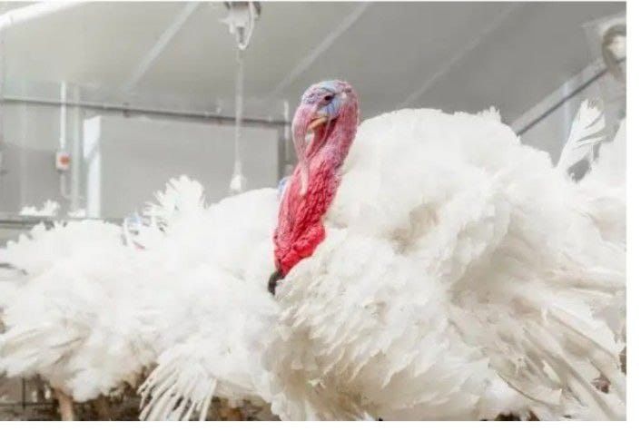 Индюшата и вся сх птица