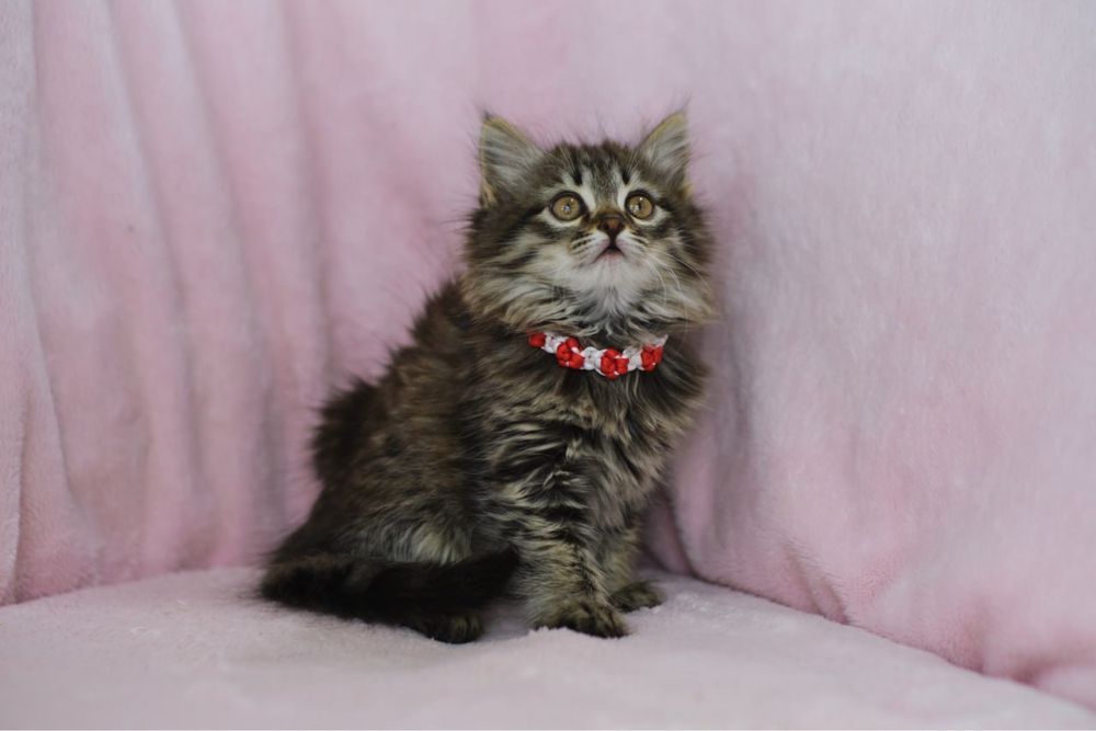 Сибирские котята