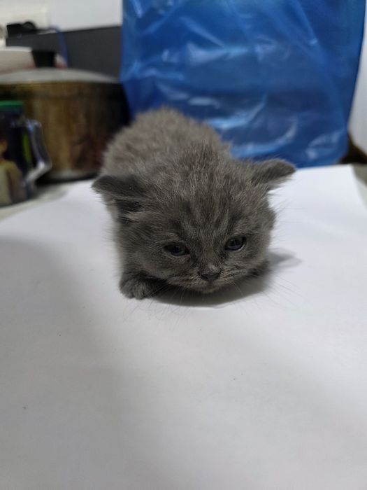 Котята Scottish Fold + British Chinchilla