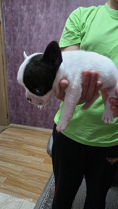 Френски булдог french bulldog