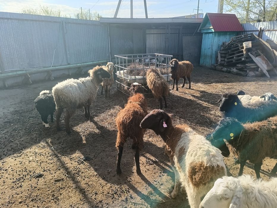 Продам овец  и коз всех вместе.