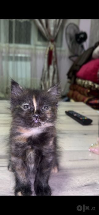 Шатланский скоттиш страйт