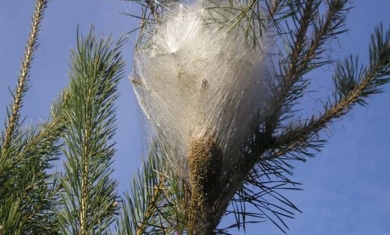 Премахване на борова процесионка – Защитете вашите дървета днес!