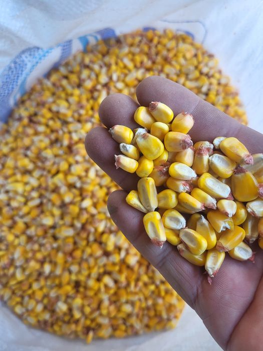 Ккукуруза сухая. Оптом и в розницу