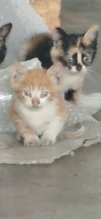 Adoptie pui de pisica Prichindeii