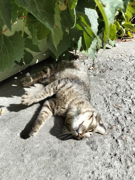 Ласковая кошечка ищет дом