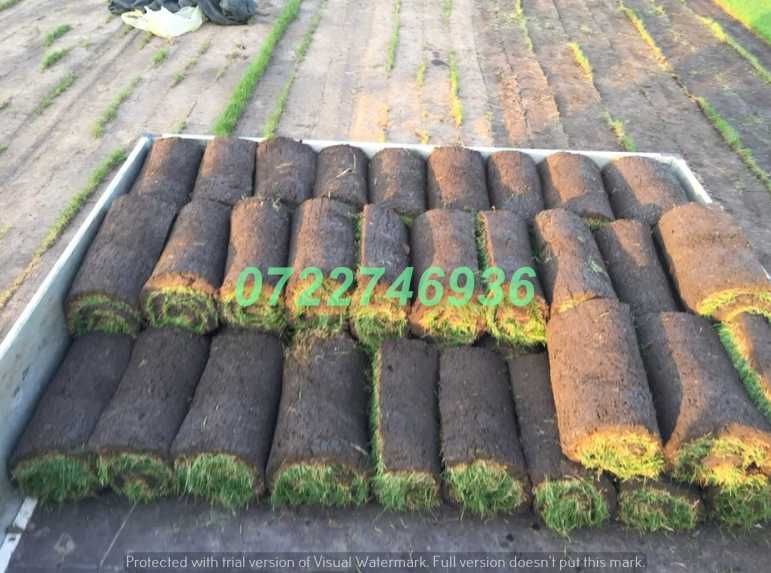 Gazon Rulou de Calitate Superioară cu Montaj Disponibil