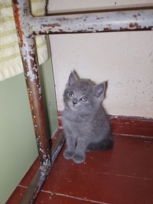 Отдаю даром котят ухоженные