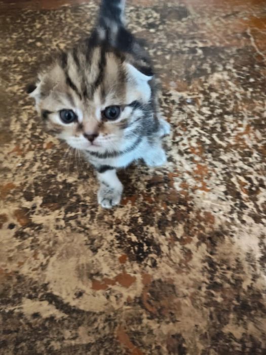 Продаются котята
