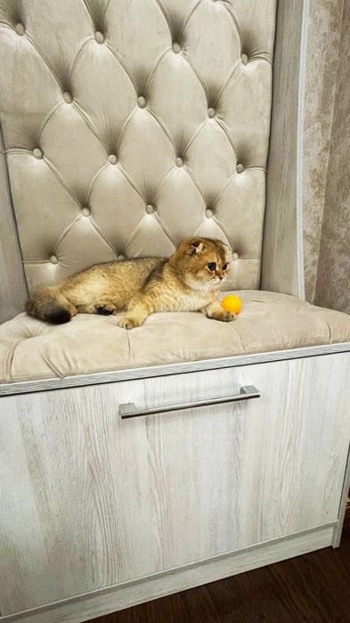 Продаётся Золотая шиншилла скоттиш фолд