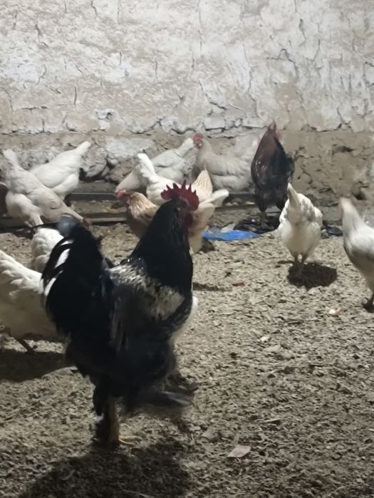 Хорозлар сотилади бор 4дона