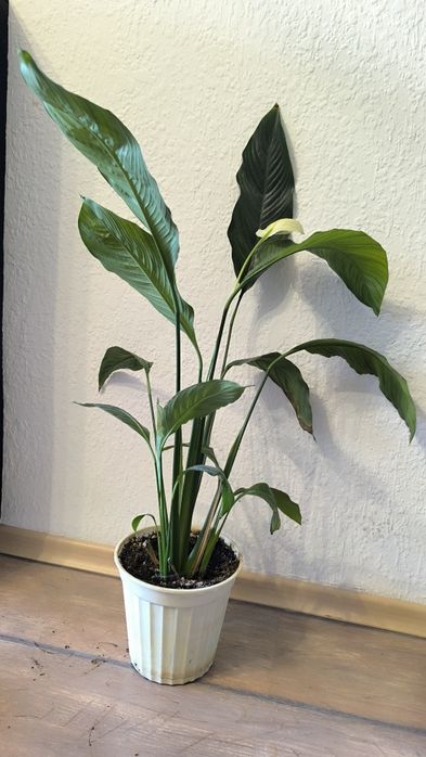 Спатифилум, папрат, коледна звезда и дървото на живота