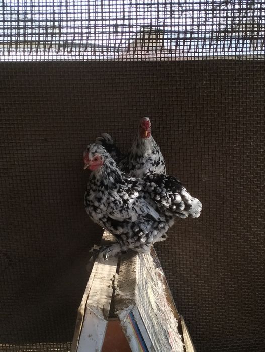 Продам карликовых кур!