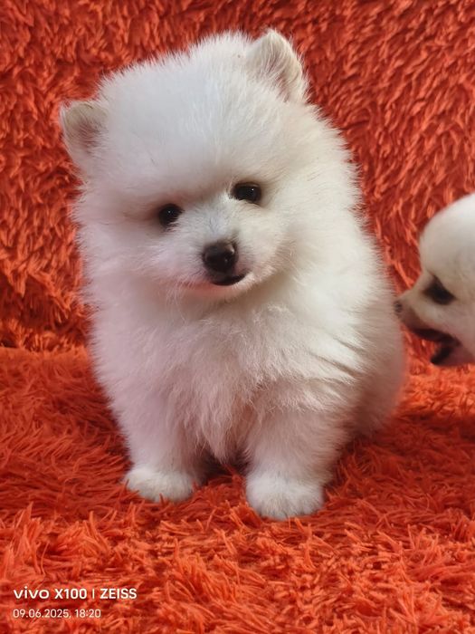 Очаровательные щенки шпица.