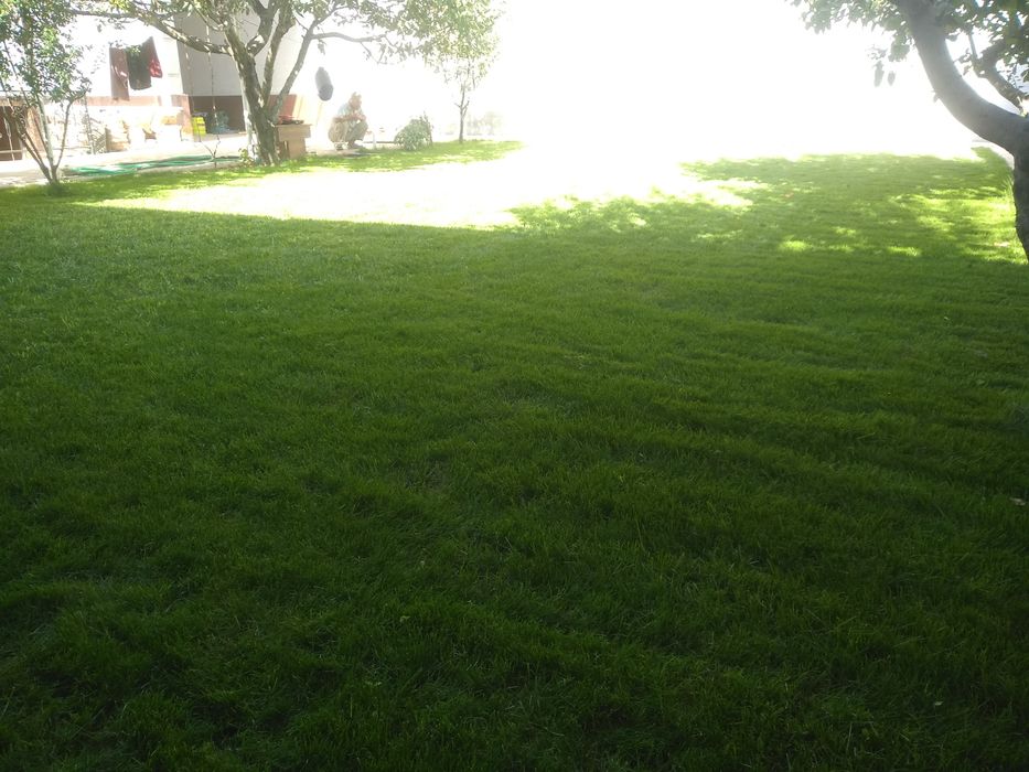 Rulonli gazon bor, kvadrati 25.000 Joyimiz Samarqandda