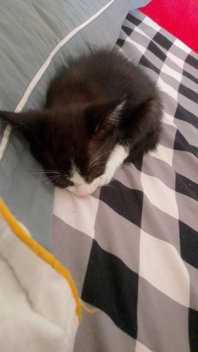 Отдаю даром котёнка