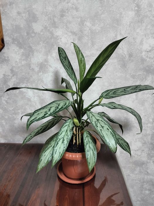 Продам комнатные цветы