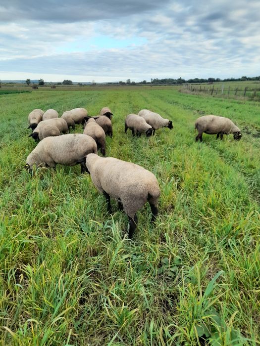 Vând oi sufolk,12 bucăți