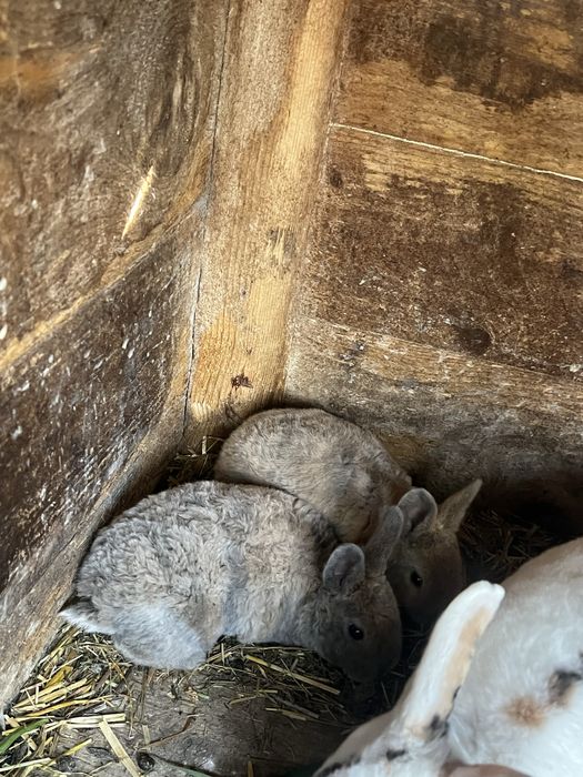 Vand 2 pui de iepuri rex