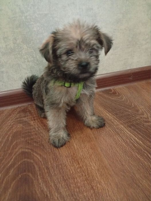 Продаю щенка Йорка