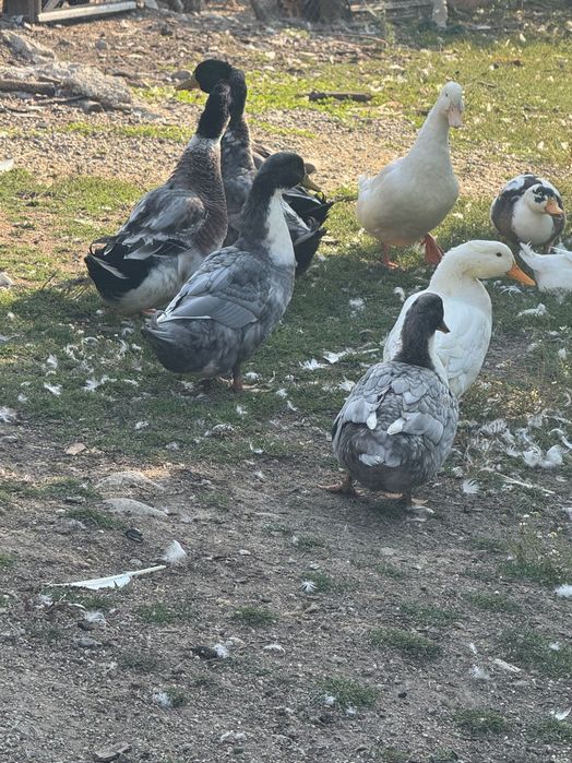 Rațe și rățoi Curtea de Argeș