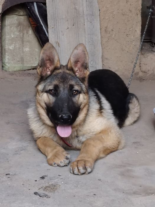 Toza nemis afcharka (4 oylik)