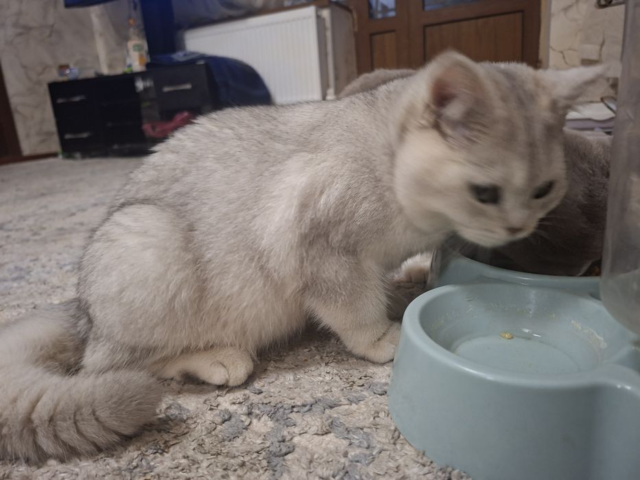 Тозза зотли мушук сотилади