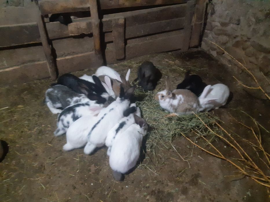 Продавам эайци мъжки/женски