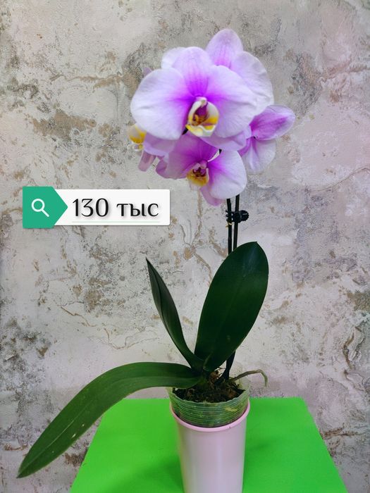 Phalaenopsis big lip