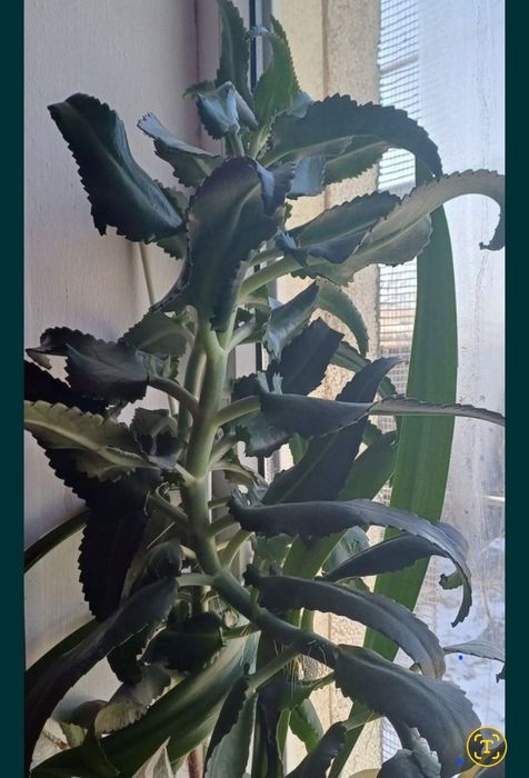 Цветы     цветы.