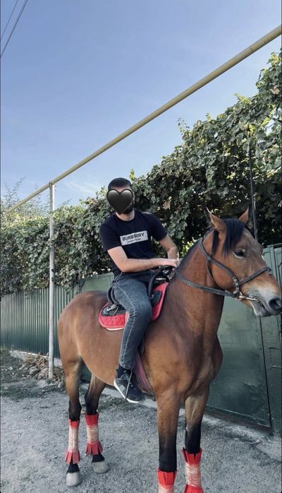 Продам коня………….