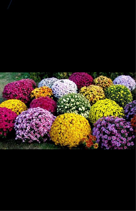 хризантема гуллар ва кочатлар голантиялик. котта абйомга доставка бор