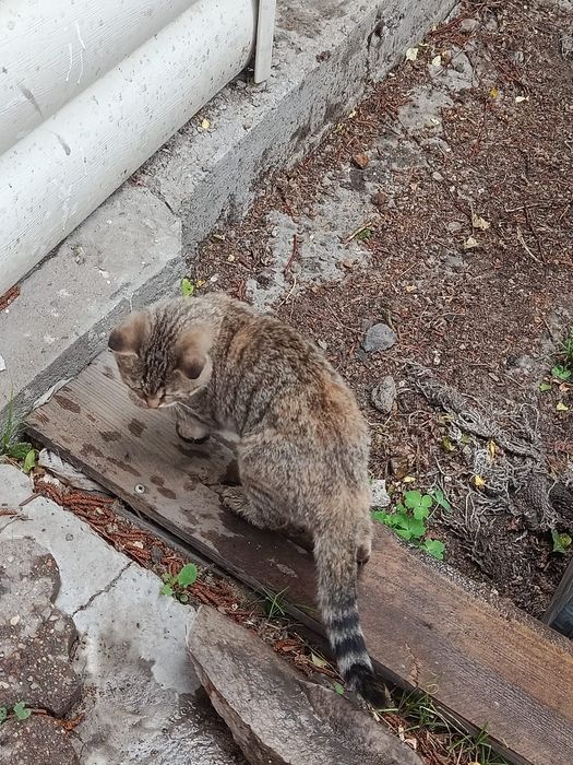 Отдам котенка 4 месяцев