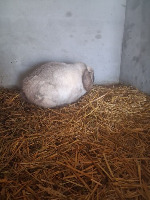 Vând o pereche berbec pitic iepuri