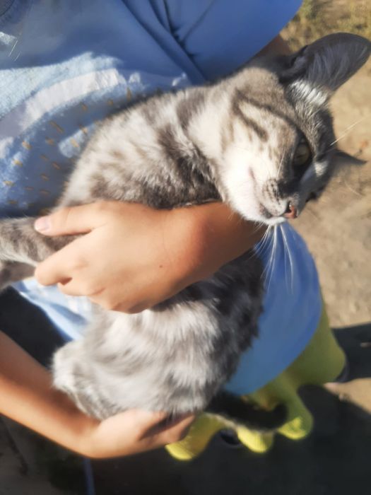 Котята бесплатно