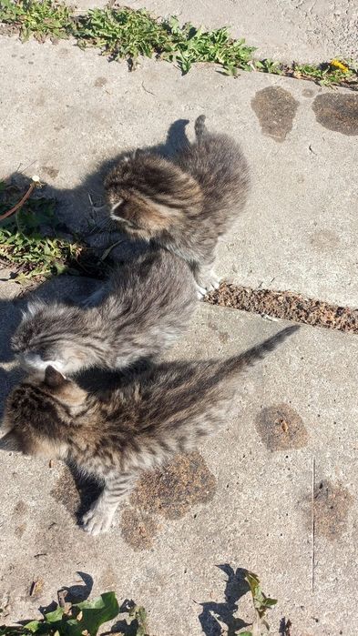 Отдам котят кошку