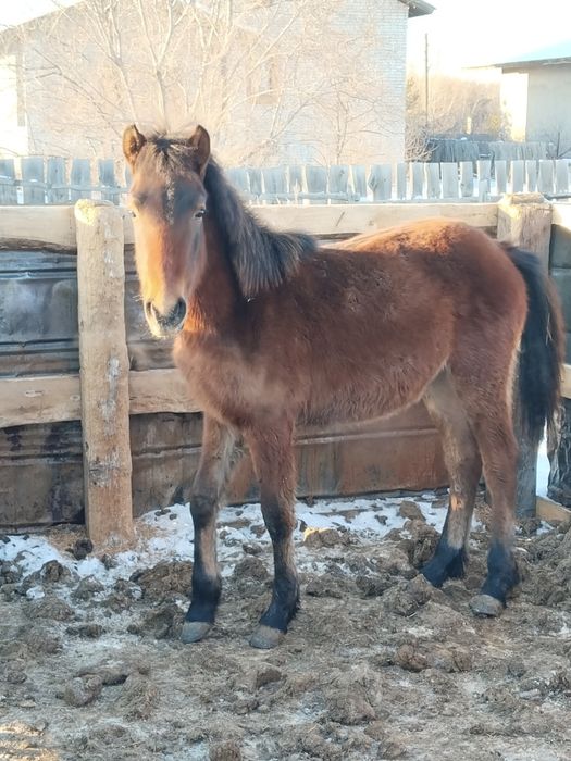 Байтал Жабағы сатылады семіз
