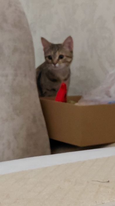 Отдам срочно кошку